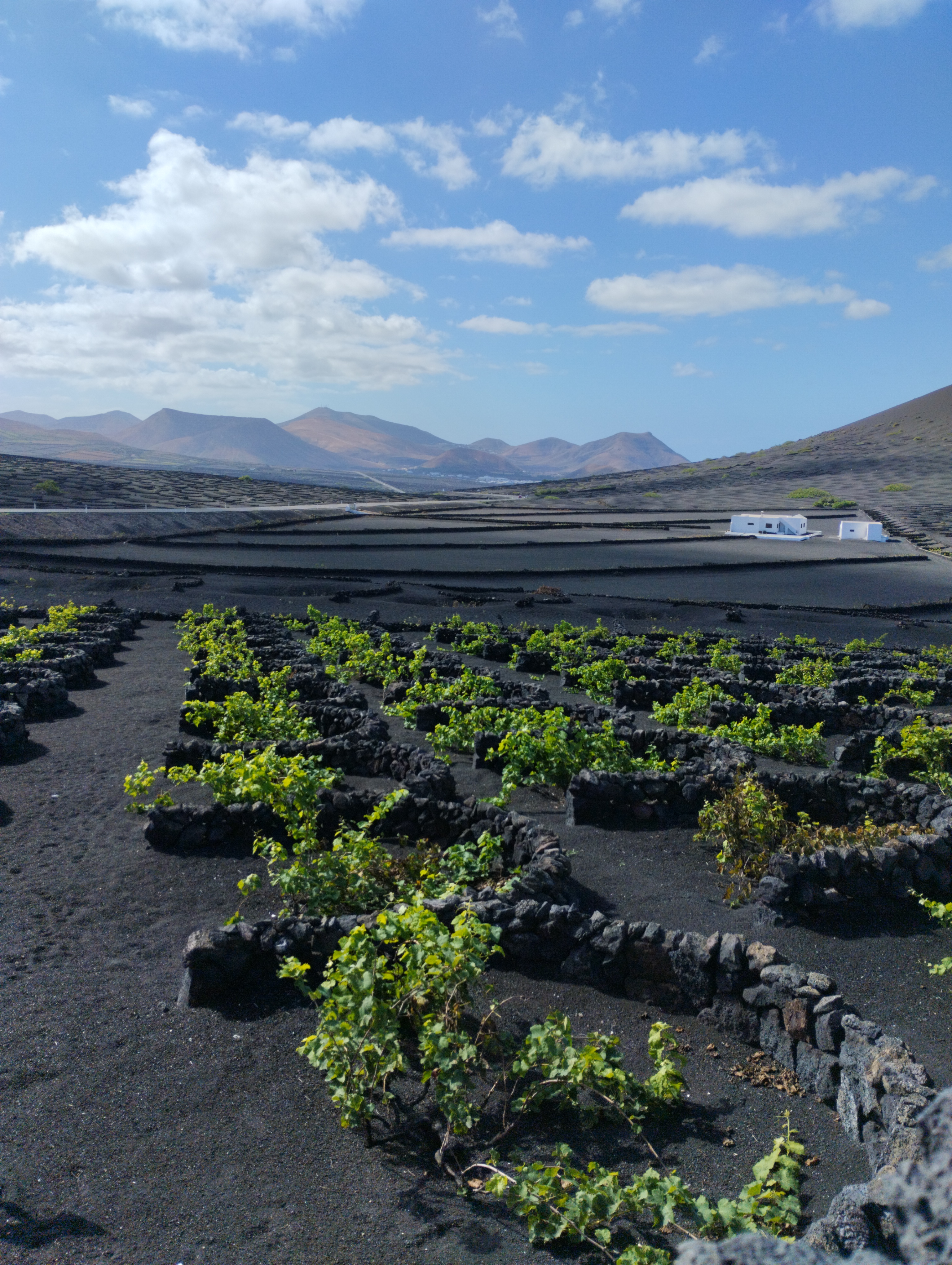 La Geria. Bodegas de Lanzarote y viñedos